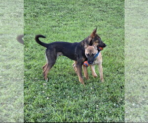 Sweet Pea 7564 - Female German Shepherd Dog-Unknown Mix Dog for Adoption - Photo #10