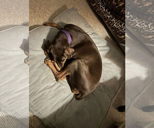 Doberman Pinscher Dogs for adoption in Buffalo, MN, USA