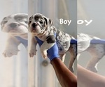 Small Photo #9 English Bulldog Puppy For Sale in CORONA DEL MAR, CA, USA