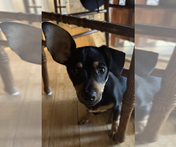 Medium Photo #2 Chiweenie Puppy For Sale in Conway, AR, USA