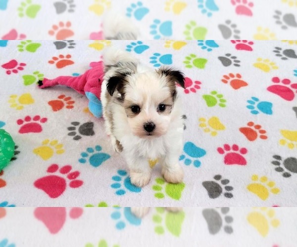 Medium Photo #7 Papitese Puppy For Sale in ORO VALLEY, AZ, USA