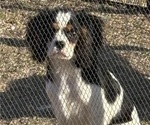 Small #11 Cavalier King Charles Spaniel