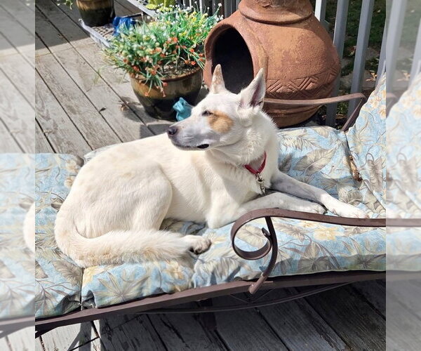 Medium Photo #24 Mutt Puppy For Sale in Canton, CT, USA