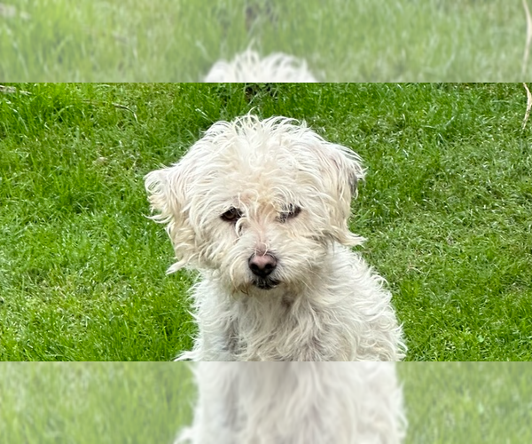 Medium Photo #3 Bichon Frise-Unknown Mix Puppy For Sale in San Diego, CA, USA