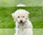 Small #2 Bichon Frise Mix