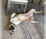 Small #5 German Shepherd Dog Mix