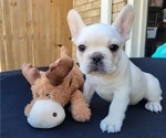 Puppy Luka French Bulldog