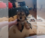 Puppy Elsa Yorkshire Terrier