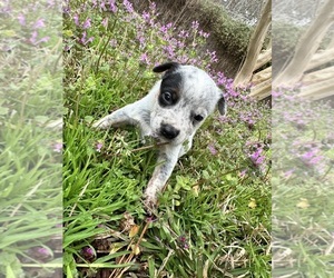 Australian Cattle Dog Puppy for sale in SUMMERVILLE, SC, USA