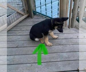 German Shepherd Dog Puppy for sale in STEEDMAN, MO, USA