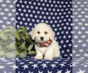 Bichon Frise Puppy for sale in CHRISTIANA, PA, USA