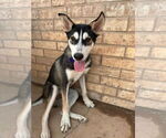Small #1 Siberian Husky