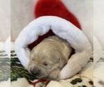 Small Photo #21 Golden Retriever Puppy For Sale in RICHMOND, TX, USA