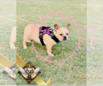 Small Photo #1 French Bulldog Puppy For Sale in ATHENS, GA, USA
