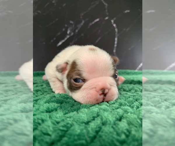 Medium Photo #6 Boston Terrier Puppy For Sale in TULARE, CA, USA