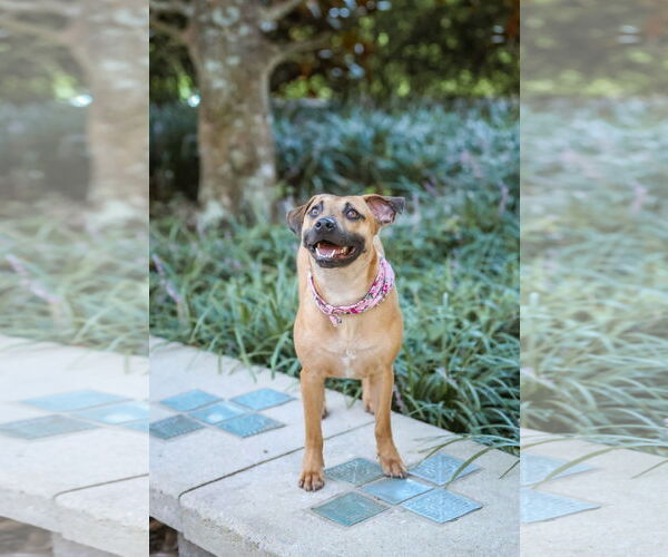 Medium Photo #4 Mutt Puppy For Sale in  Gainesville, FL, USA