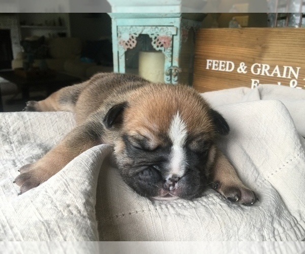 Medium Photo #1 Bulldog Puppy For Sale in ARGENTA, IL, USA