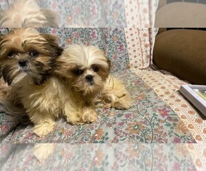 Shih Tzu Puppy for sale in PITTSTOWN, NJ, USA