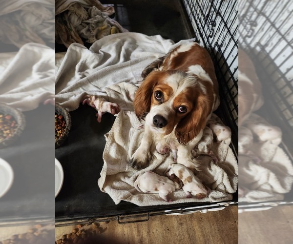 Medium Photo #5 Cavalier King Charles Spaniel Puppy For Sale in STILWELL, OK, USA