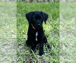 Small #9 Mutt
