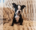 Small Photo #1 Boston Terrier Puppy For Sale in STRASBURG, OH, USA