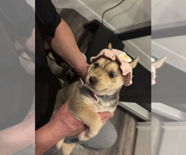 Medium Photo #2 Labrador Retriever-Unknown Mix Puppy For Sale in GILBERTS, IL, USA