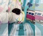 Small #9 French Bulldog
