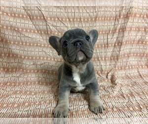 French Bulldog Puppy for sale in MANCHESTER, MI, USA