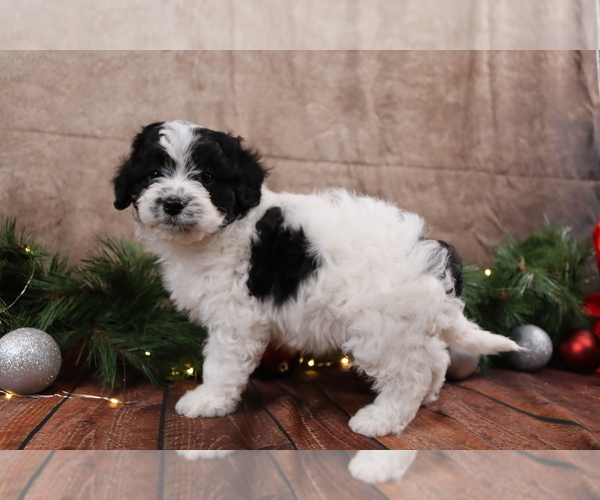 Medium Photo #6 Cavapoo (Toy) Puppy For Sale in WEST SALEM, OH, USA