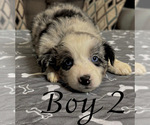 Small Photo #23 Miniature Australian Shepherd Puppy For Sale in SALISBURY, NC, USA