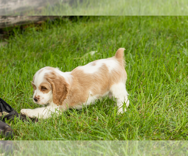 Medium Photo #3 Cocker Spaniel Puppy For Sale in NAPPANEE, IN, USA