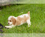 Small #2 Cocker Spaniel