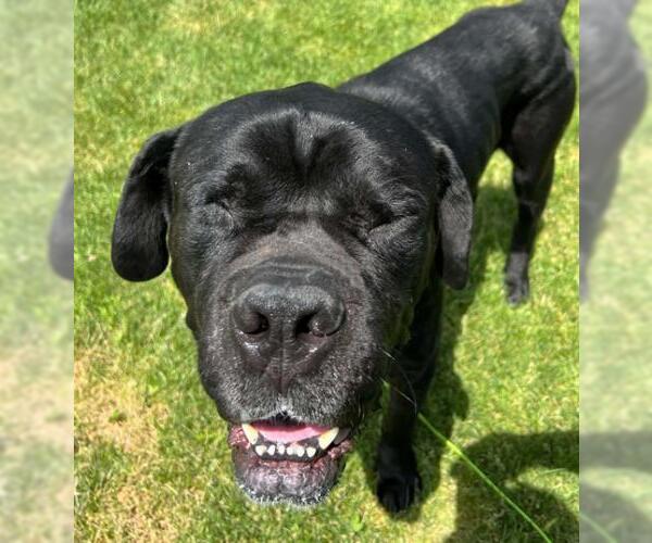 Medium Photo #3 Mastiff Puppy For Sale in Oakley, CA, USA