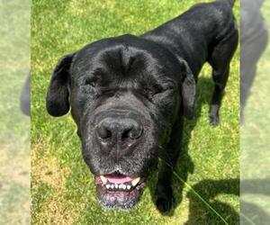 Sully - Male Mastiff Dog for Adoption - Photo #3