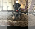 Small Photo #15 German Shepherd Dog Puppy For Sale in SUMPTER TWP, MI, USA