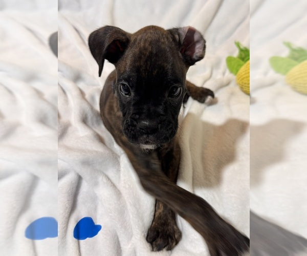 Medium Photo #1 Boxer Puppy For Sale in LANSING, MI, USA