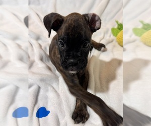 Boxer Puppy for Sale in LANSING, Michigan USA