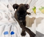 Image preview for Ad Listing. Nickname: Mr Blue