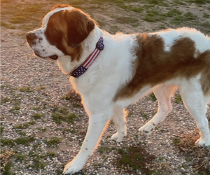 Father of the Saint Bernard puppies born on 04/09/2023