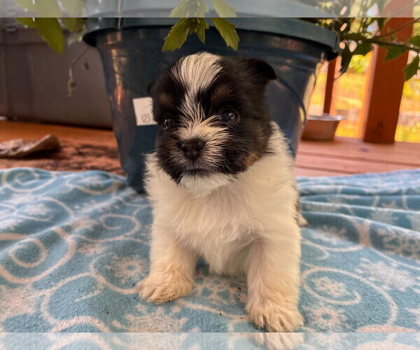 Medium Photo #1 Mutt Puppy For Sale in Pacolet, SC, USA