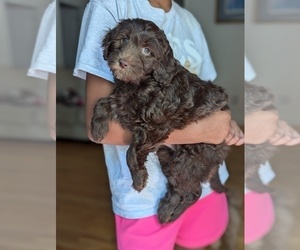 Goldendoodle Puppy for sale in VILLA RICA, GA, USA