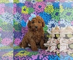 Small Photo #7 Goldendoodle (Miniature) Puppy For Sale in LINCOLN UNIVERSITY, PA, USA