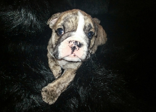 Medium Photo #1 English Bulldog Puppy For Sale in LONGVIEW, TX, USA