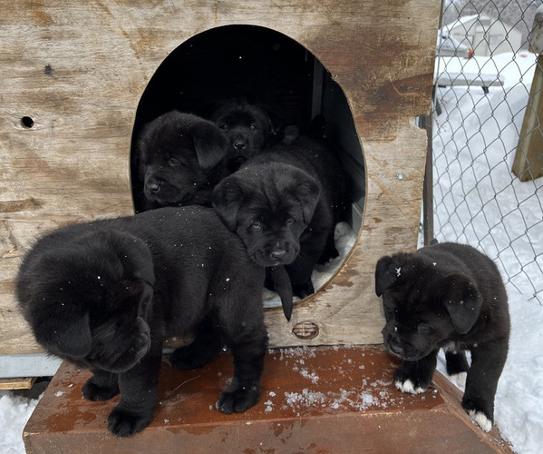 Medium Photo #1 Akita-Labrador Retriever Mix Puppy For Sale in LITTLE FALLS, MN, USA