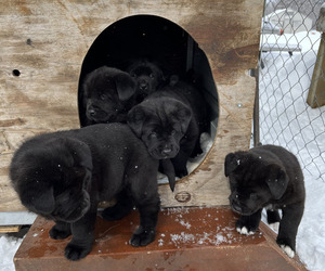 Akita-Labrador Retriever Mix Puppy for sale in LITTLE FALLS, MN, USA