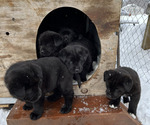 Small Photo #1 Akita-Labrador Retriever Mix Puppy For Sale in LITTLE FALLS, MN, USA