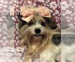 Mother of the Yorkshire Terrier puppies born on 08/08/2026