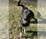 Small Labrador Retriever