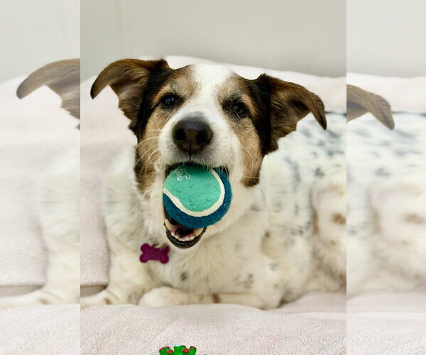 Medium Photo #3 Australian Shepherd-Unknown Mix Puppy For Sale in West Cornwall, CT, USA