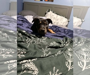 Mutt Dogs for adoption in Binghamton, NY, USA